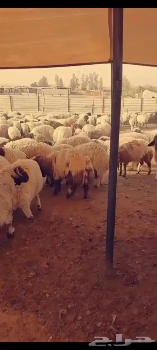 ذبايح ابو عبدلله 2