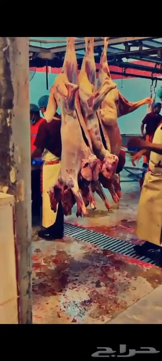 ذبايح ابو عبدلله 3