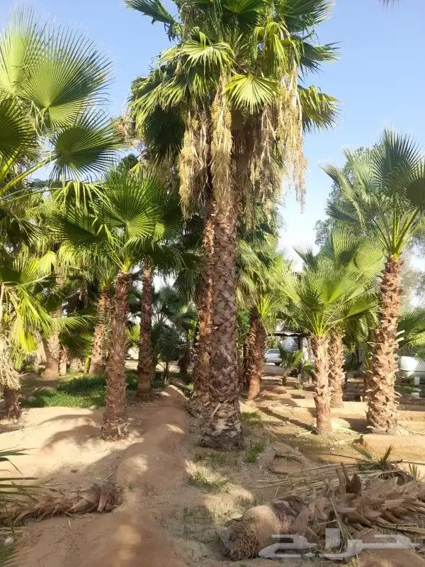 توريد وزراعه نخيل واشنطني و النخل العربي 9