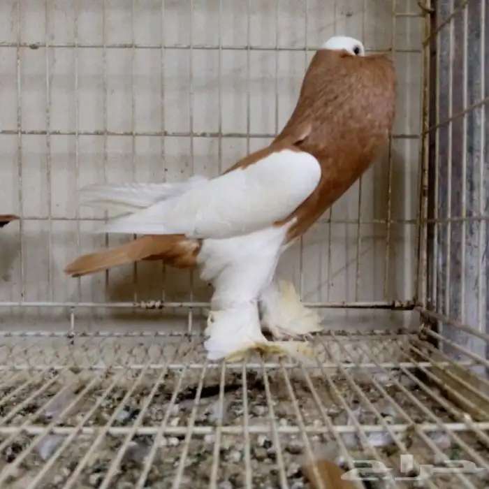 زوج نفاخ مسوبع تم البيع 5