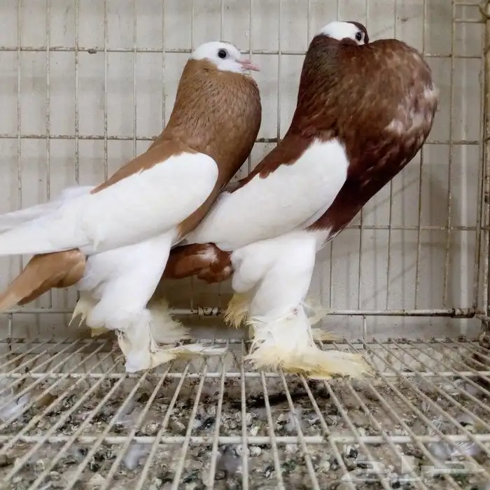 زوج نفاخ مسوبع تم البيع 1