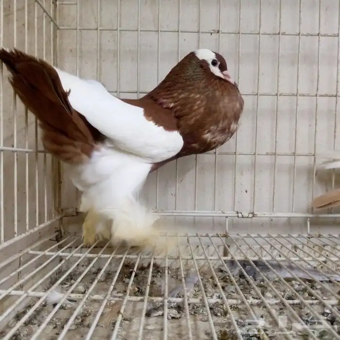 زوج نفاخ مسوبع تم البيع 4