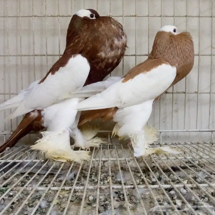 زوج نفاخ مسوبع تم البيع 2