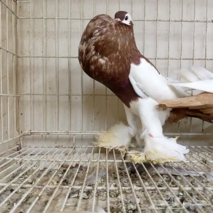 زوج نفاخ مسوبع تم البيع 3