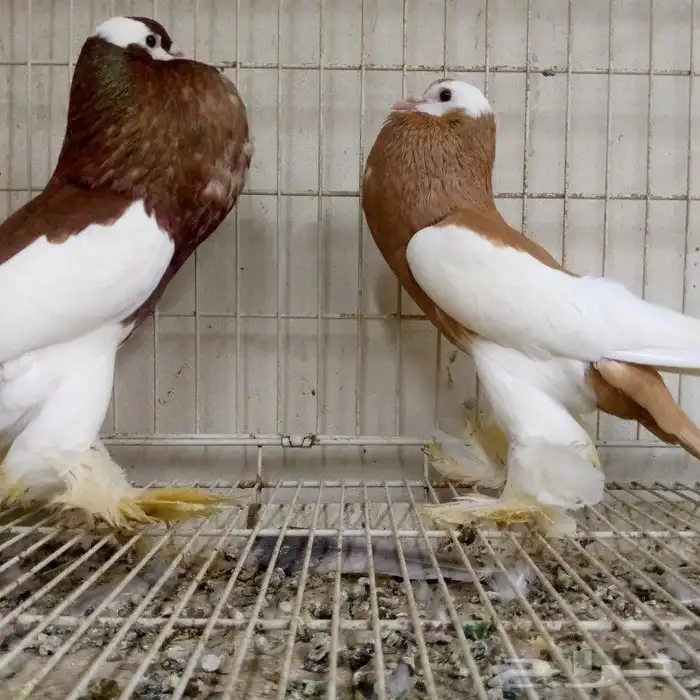 زوج نفاخ مسوبع تم البيع 6