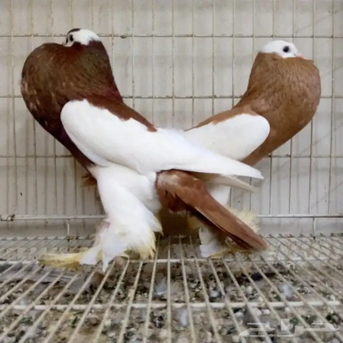 زوج نفاخ مسوبع تم البيع 0