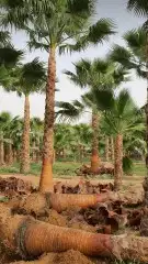 نخل واشنطن للبيع 0