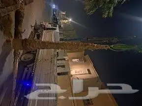 نخل واشنطن للبيع 3