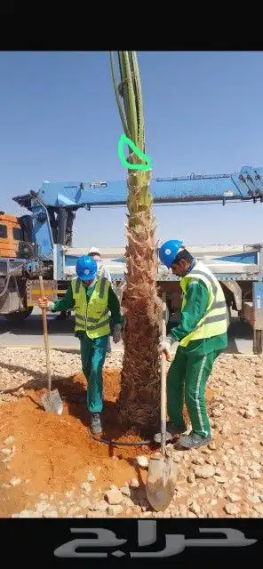 نخل ملوكي ووشنطني ونرجيله 8