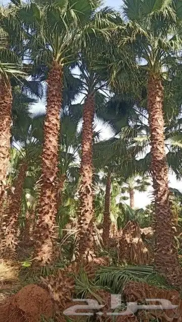 نخل وشنطي زينه ربست 2