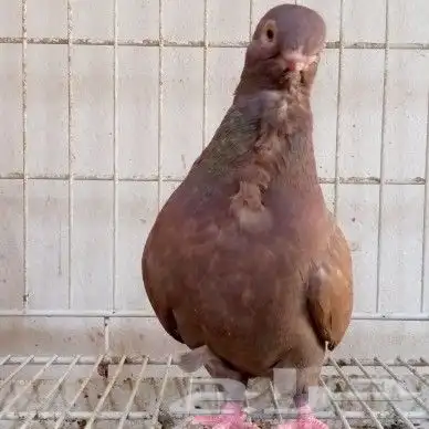 اناثي افريكن اول تم البيع 5