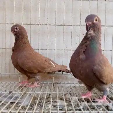 اناثي افريكن اول تم البيع 7