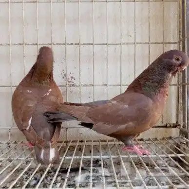 اناثي افريكن اول تم البيع 4