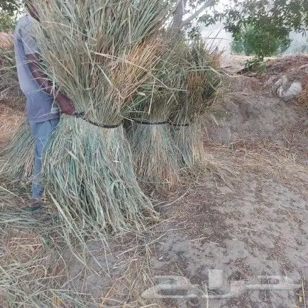 علف بونيكام و شتلات اسباني 12