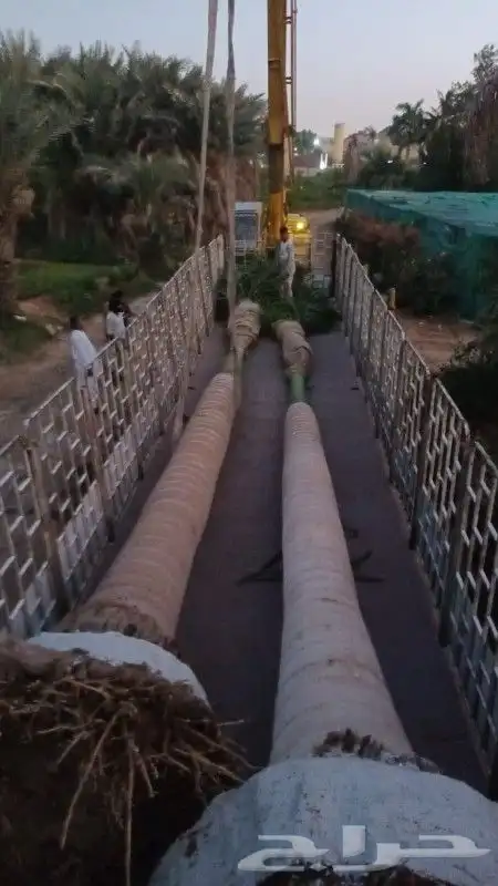 نخل ملوكي ووشنطني ونرجيله 2