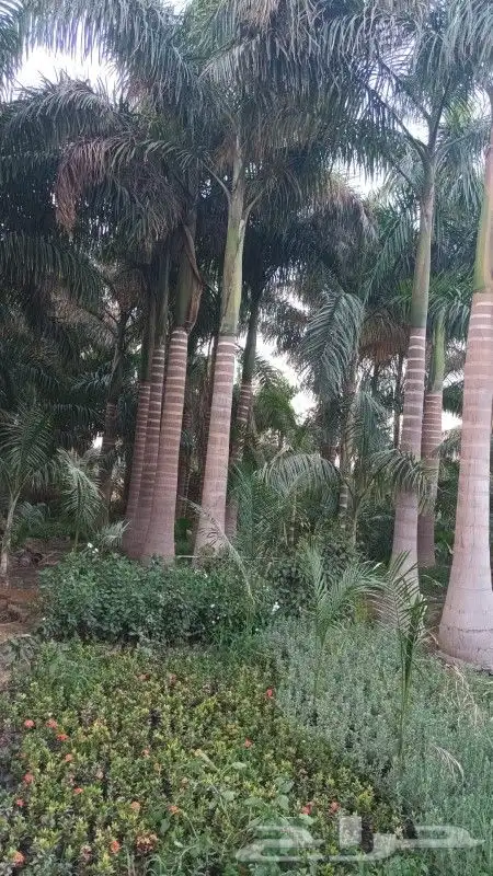 نخل ملوكي ووشنطني ونرجيله 4