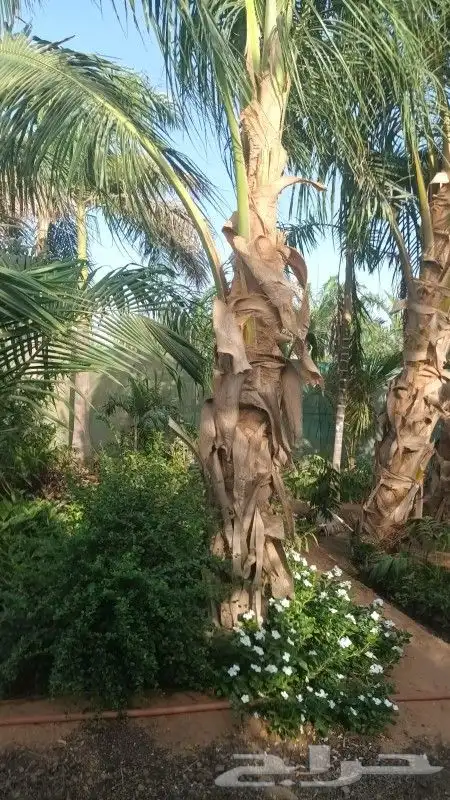نخل ملوكي ووشنطني ونرجيله 12