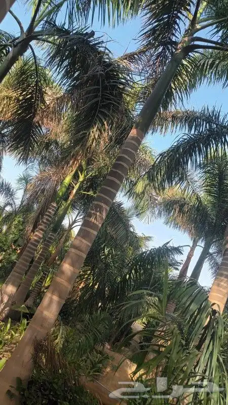 نخل ملوكي ووشنطني ونرجيله 9