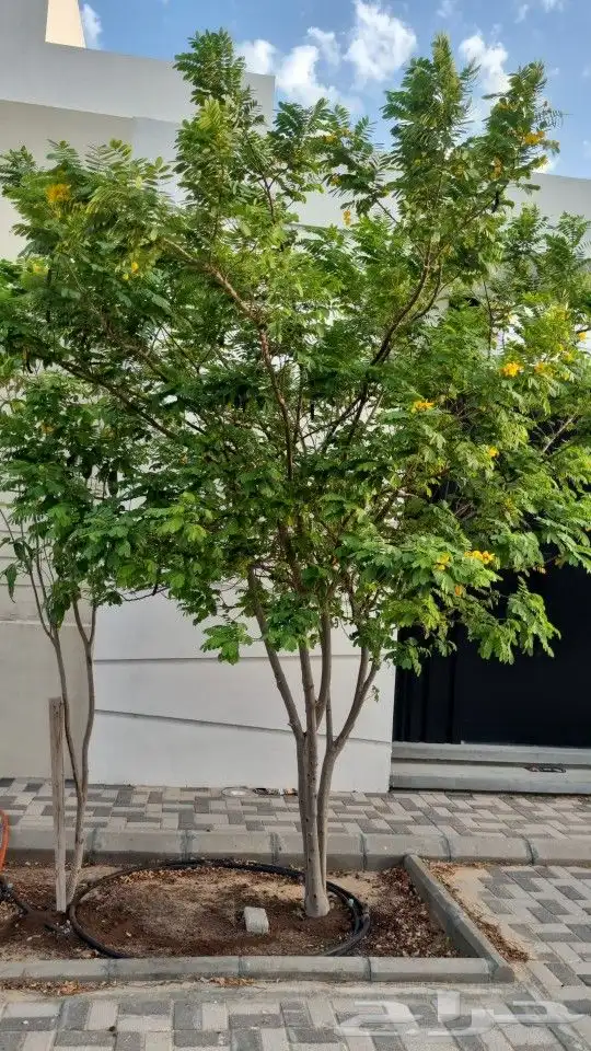 تنسيق_حدائق  مزارع  مشتل 6