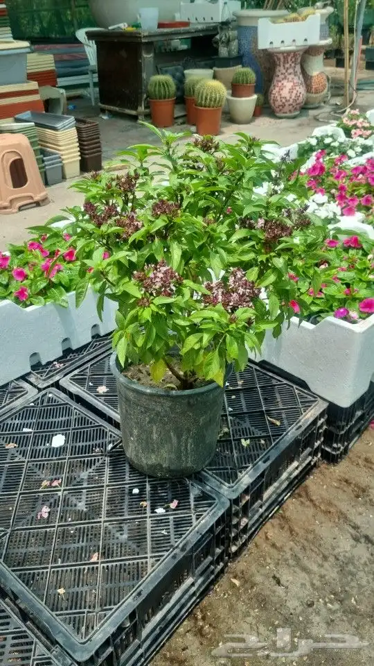 تنسيق_حدائق  مزارع  مشتل 2