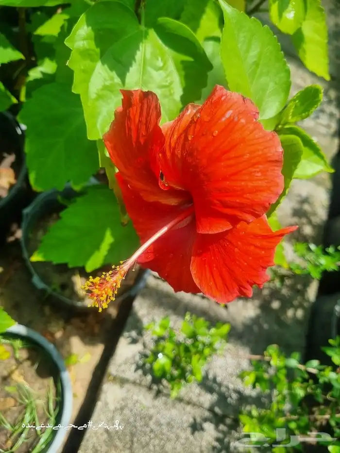 تنسيق_حدائق  مزارع  مشتل 7