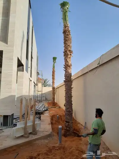 نخل وشنطي زينه ربست 0