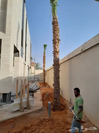 نخل وشنطي زينه ربست 1