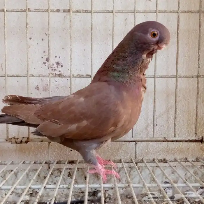 اناثي افريكن اول تم البيع 2