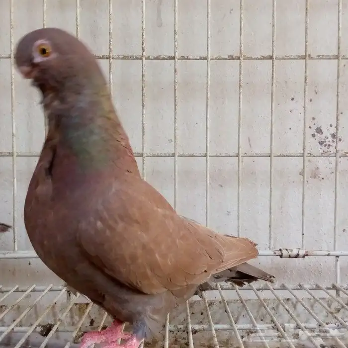 اناثي افريكن اول تم البيع 1