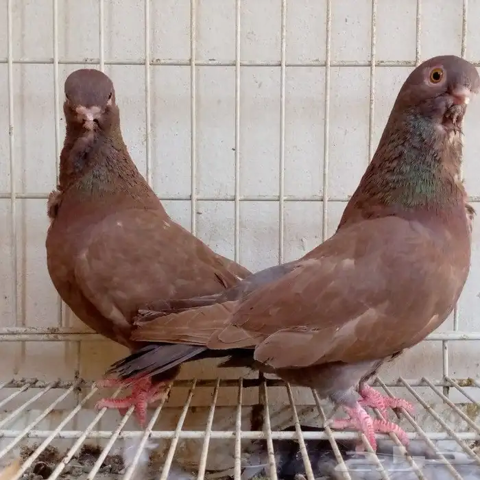 اناثي افريكن اول تم البيع 0