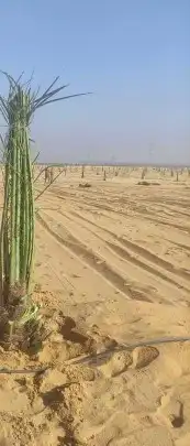 يوجدلدينا جميع انواع النخيل قلع وزرع وتوريد 1