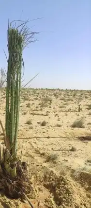 يوجدلدينا جميع انواع النخيل قلع وزرع وتوريد 2