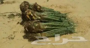 يوجدلدينا جميع انواع النخيل قلع وزرع وتوريد 6