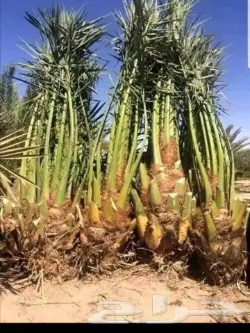 يوجدلدينا جميع انواع النخيل قلع وزرع وتوريد 3