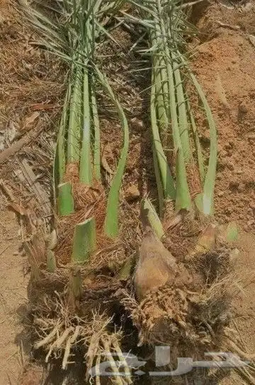 يوجدلدينا جميع انواع النخيل قلع وزرع وتوريد 4