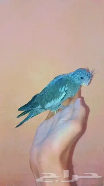 فرخين كروان لهواية الغر و الهدد 4