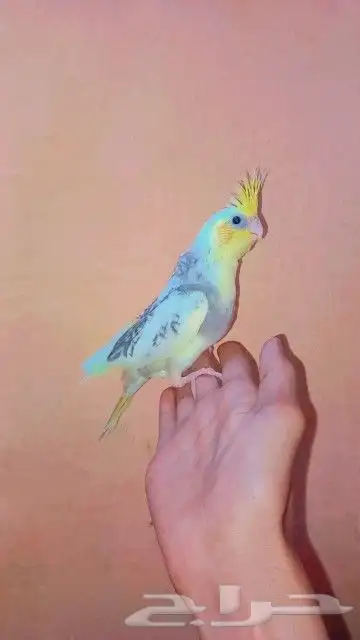 فرخين كروان لهواية الغر و الهدد 0