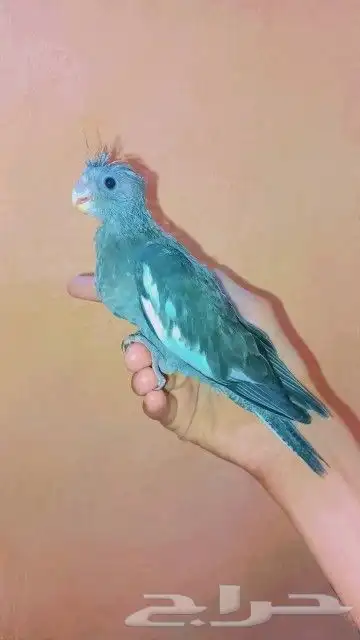 فرخين كروان لهواية الغر و الهدد 3