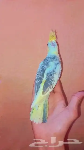 فرخين كروان لهواية الغر و الهدد 2