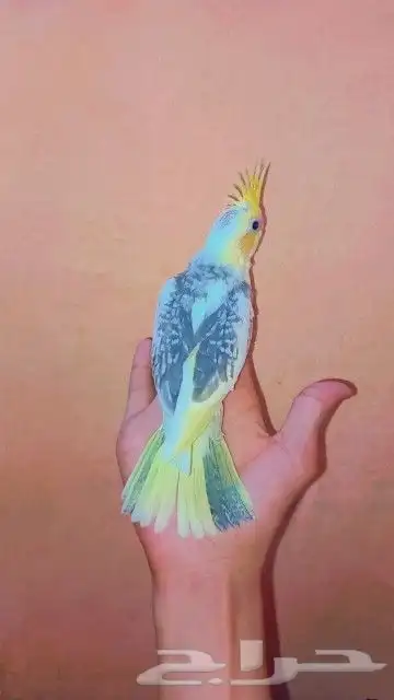 فرخين كروان لهواية الغر و الهدد 1