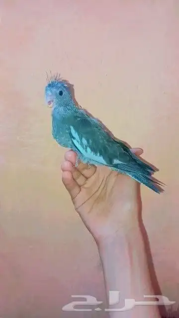 فرخين كروان لهواية الغر و الهدد 5