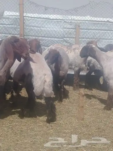 حلاق غنم بماكينا 2