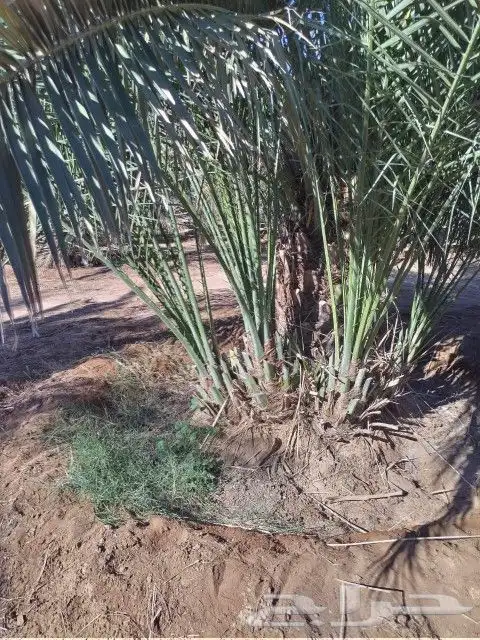 توريد نخيل صقعي ومجدول 8
