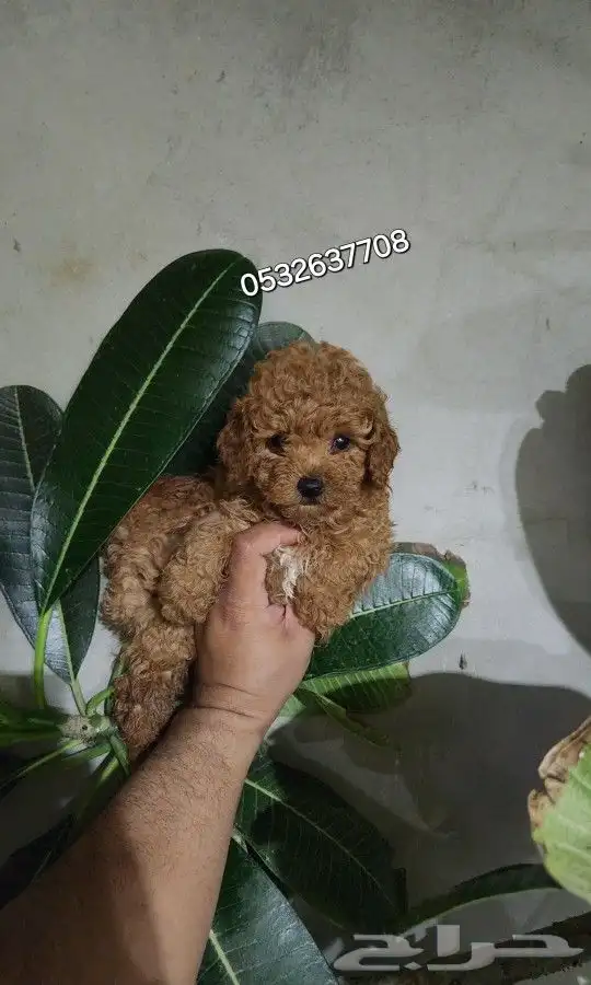 كلب توي بودل toy poodle للبيع 1