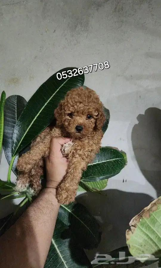كلب توي بودل toy poodle للبيع 0