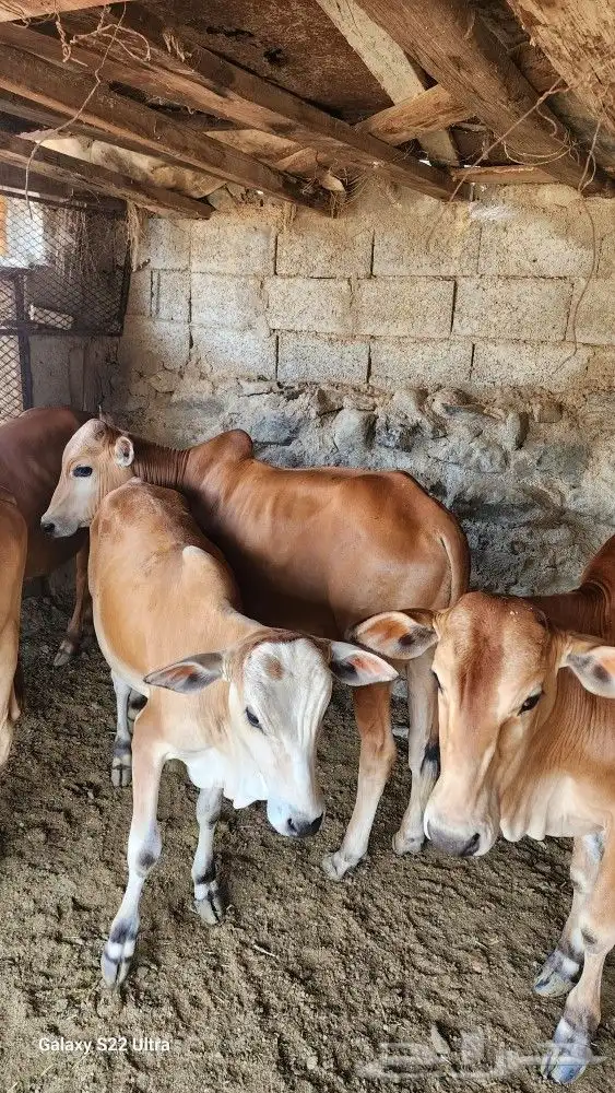 حسلان ذكور تم البيع عدد 3 الكبار 4