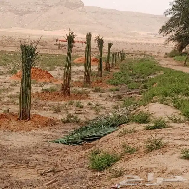 يوجدلدينا جميع انواع النخيل قلع وزرع وتوريد 5