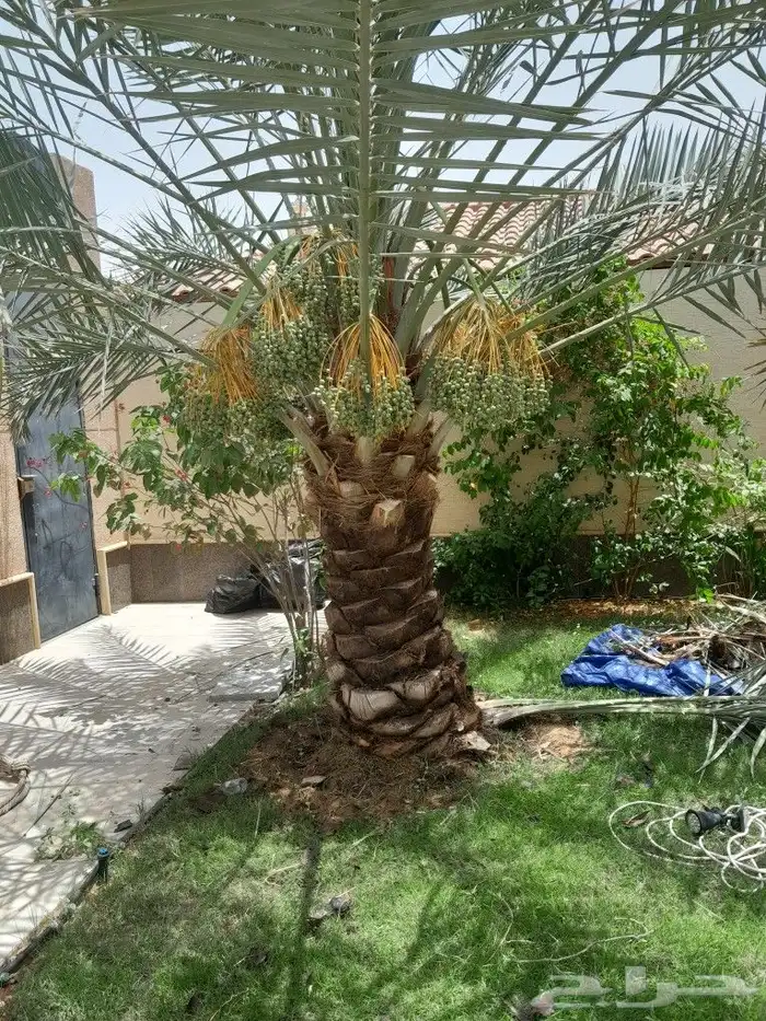 تكريب تنظيف وترتيب وتعديل نخل بجميع انواعه عربي وشنطني 0