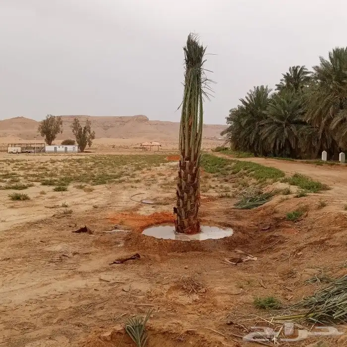 يوجدلدينا جميع انواع النخيل قلع وزرع وتوريد 0