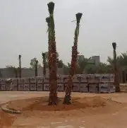 نخل واشنطن درجه اولى ونخل عربي جميع المقاسات متوفره 6